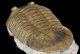 Asaphus Latus Trilobite With Exposed Hypostome - Russia #165446-4